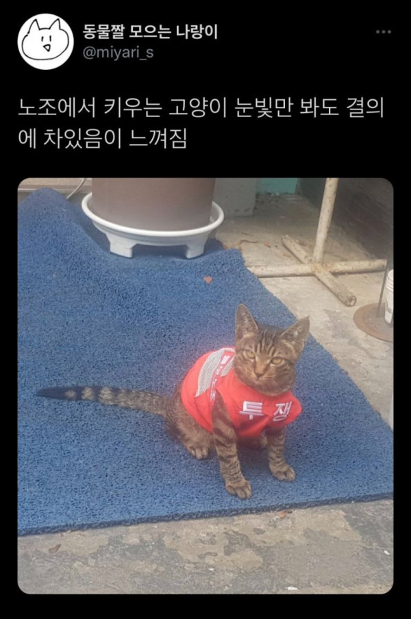 냥이에게도 있는 신분.