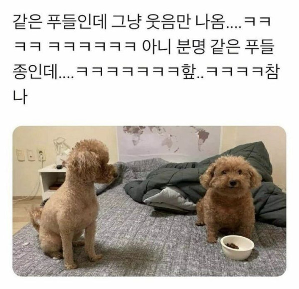 같은 푸들 다른 느낌